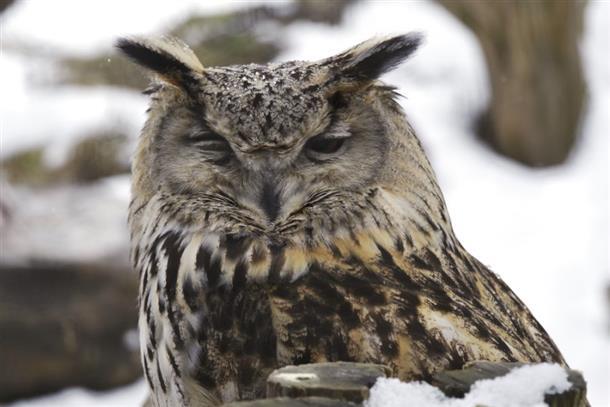 北海道の守り神”シマフクロウ”も見られる