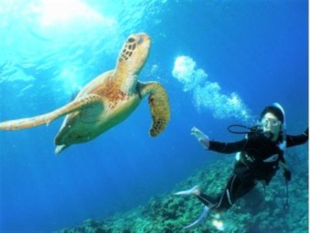 ウミガメとの遭遇も高確率♪