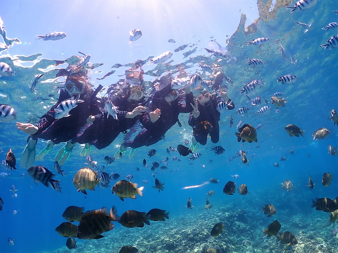 お魚の餌付け体験♪