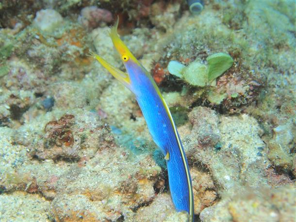 珍しいウツボは流れに乗って