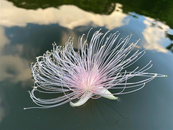 時期や時間帯の限られる希少なお花