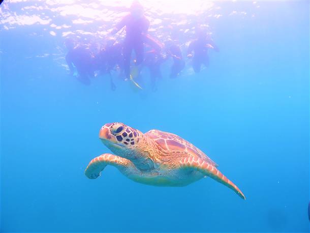 ウミガメシュノーケリング♪