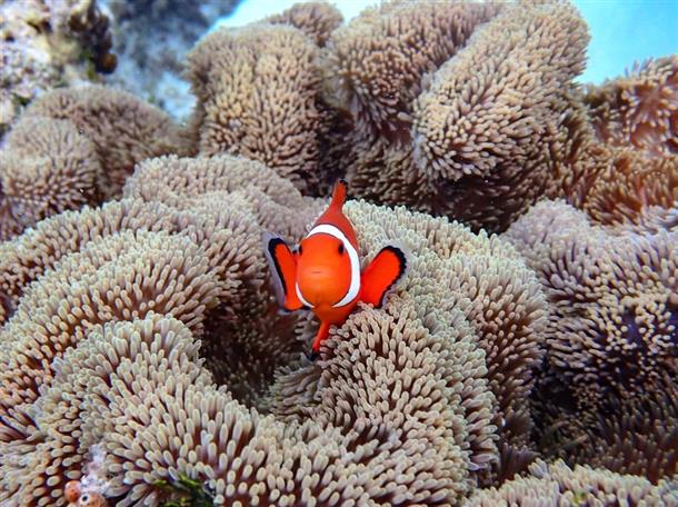 美しいサンゴや熱帯魚★