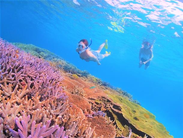 日本最大のサンゴ礁「石西礁湖」