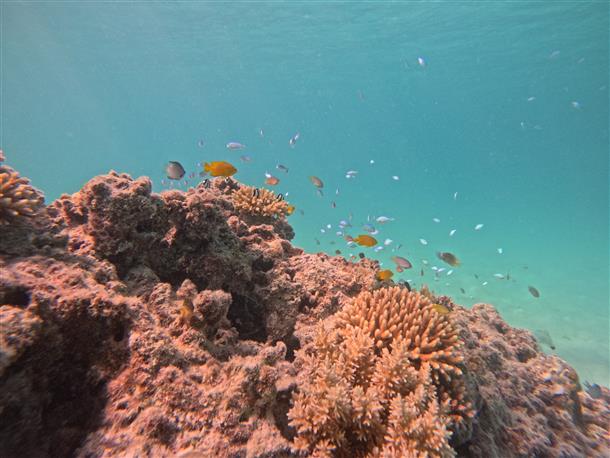鮮やかな熱帯魚やサンゴ礁