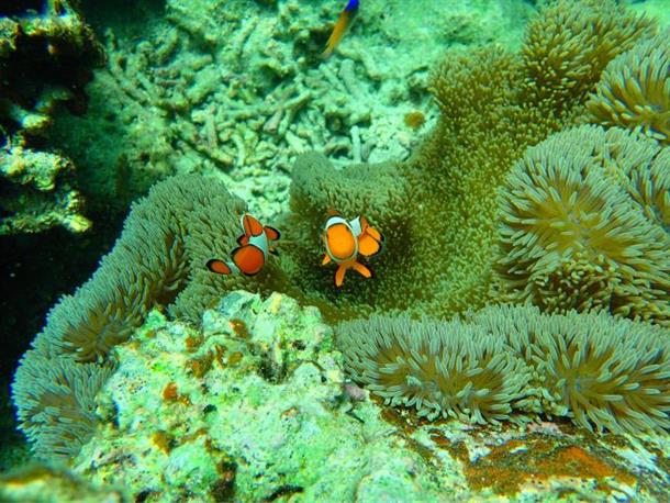 鮮やかな熱帯魚