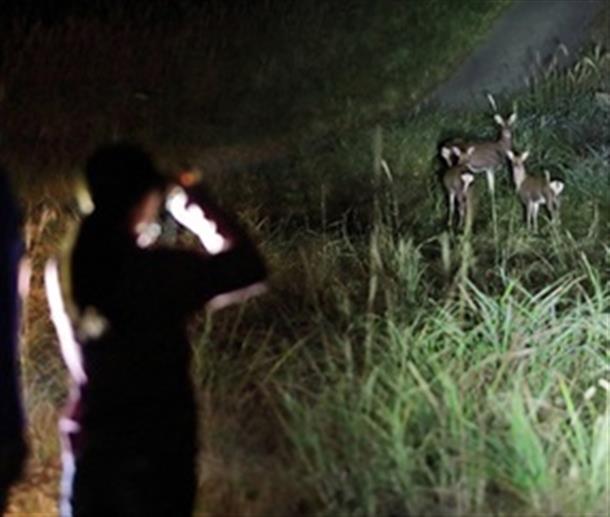 夜に活動する動物たち
