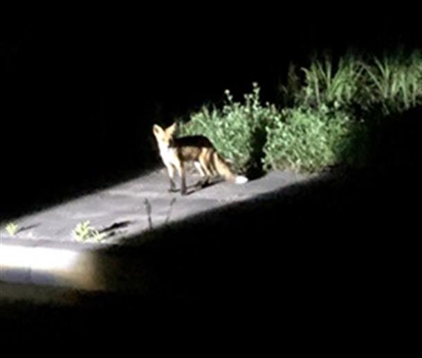 野生動物を間近で観察することも