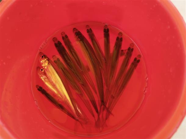 小さくて美味しい魚です