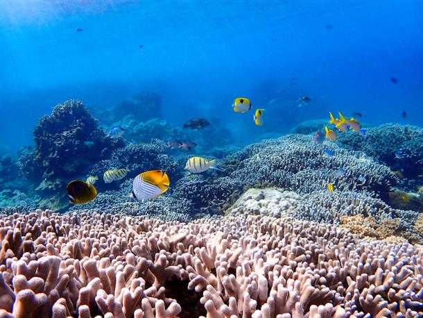 100種類以上のカラフルなお魚がいる！
