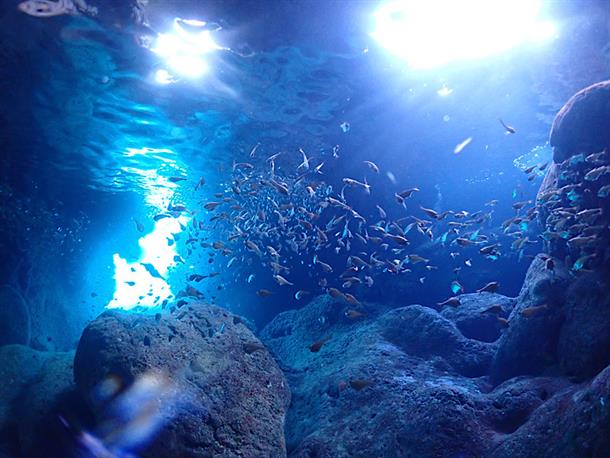 魚群に出会えると感動すること間違いなし！