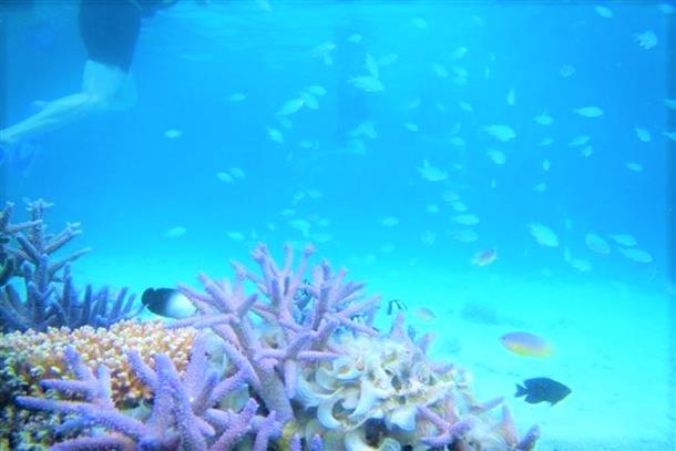 透明度抜群の海でシュノーケル