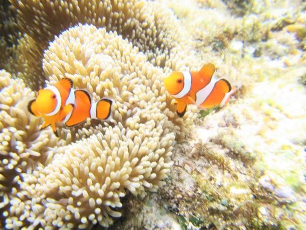 透明度抜群の海でシュノーケル