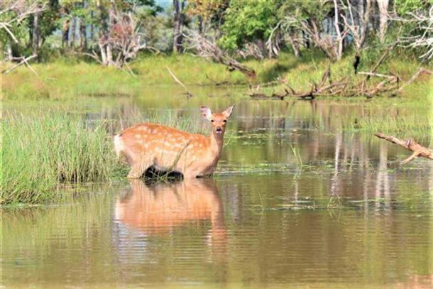 運が良ければ野生生物にであえる事も♪