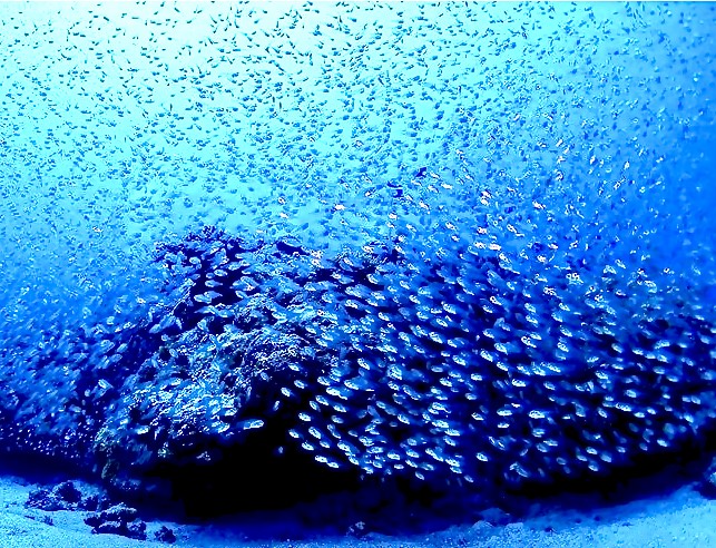 根についている多くの魚達