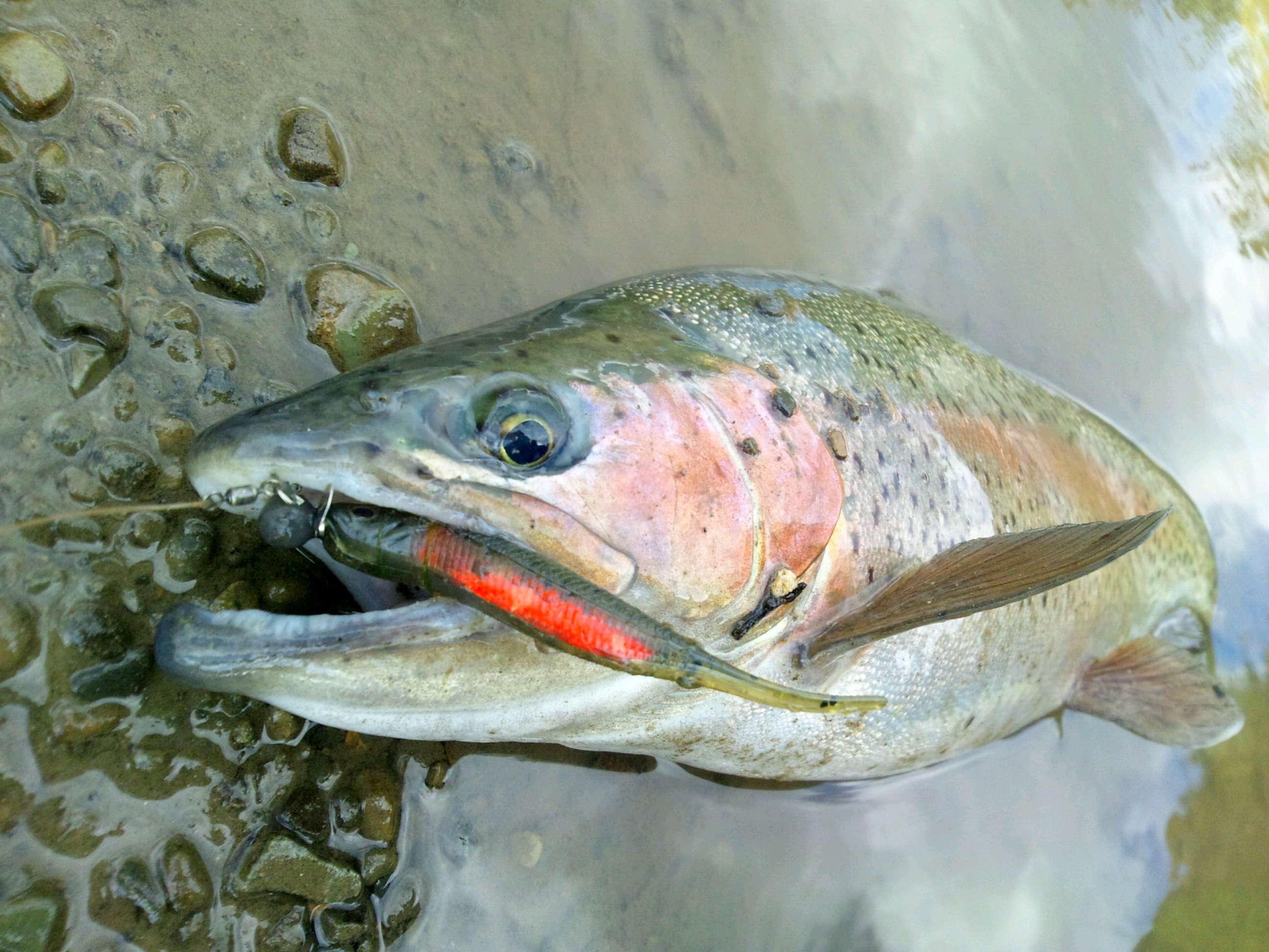 釣れる魚はニジマスやアメマスなど。