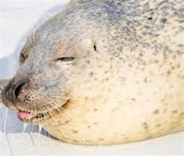 運がよければアザラシも！