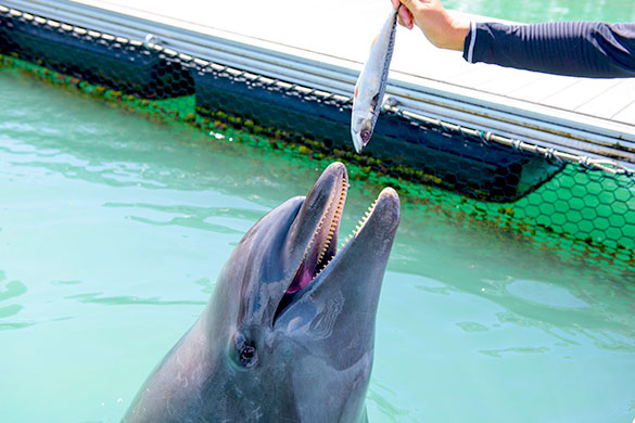 イルカさんのご飯はなに？？