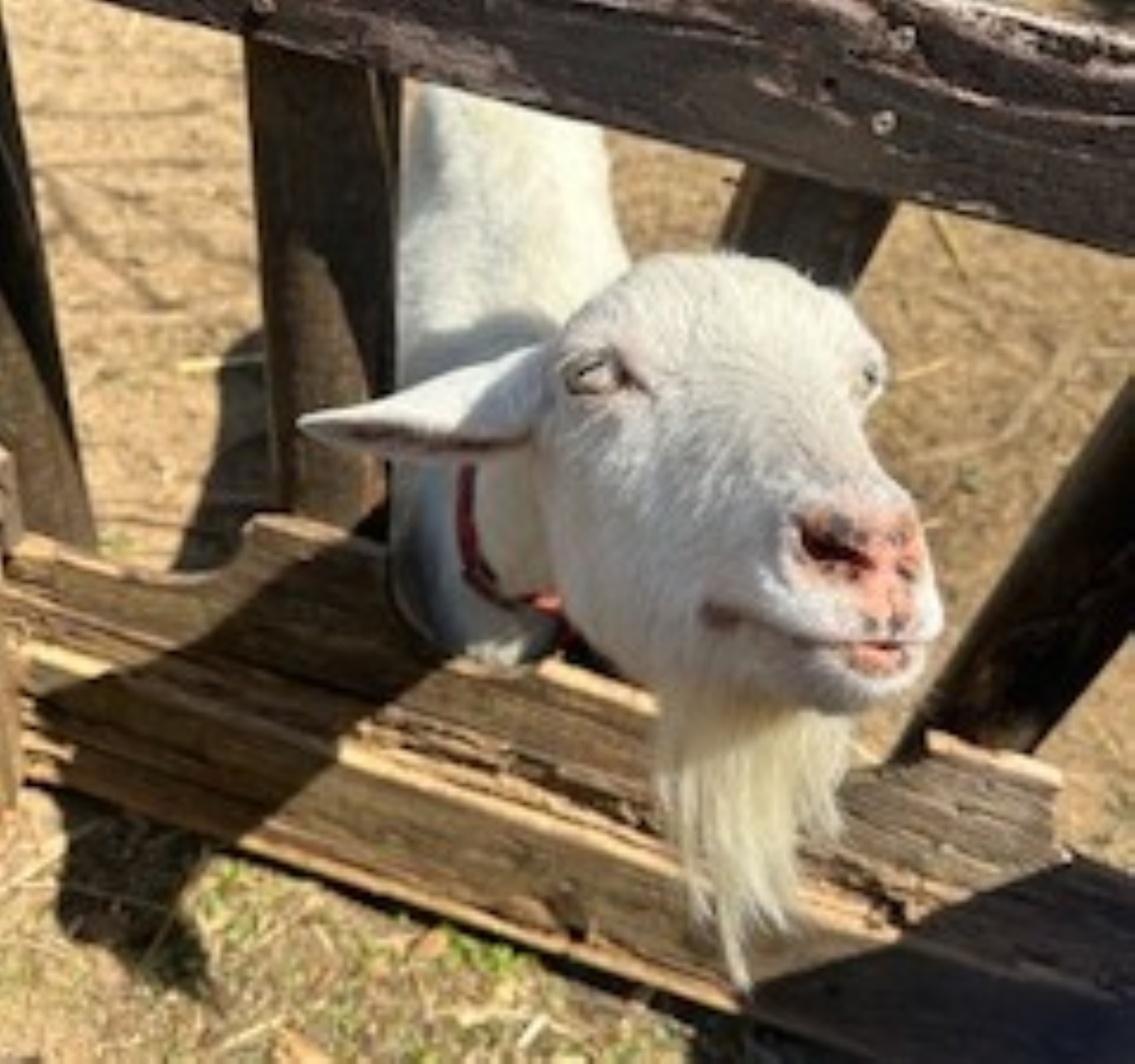 元気村のヤギたちにも
