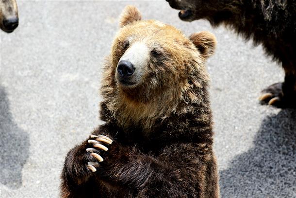 ヒグマたちがあなたをお出迎え♪