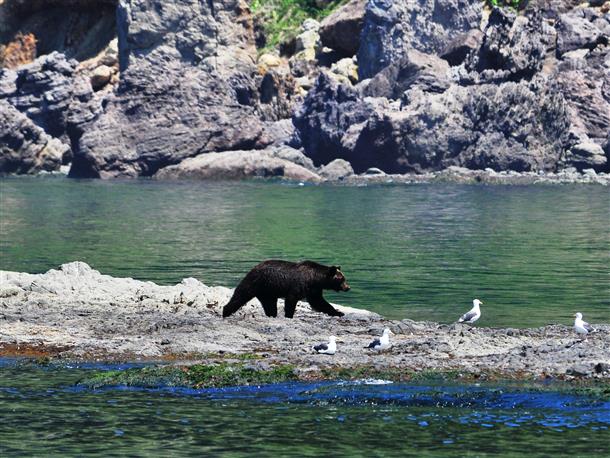 ヒグマの生息地「ルシャ」でヒグマ探し！