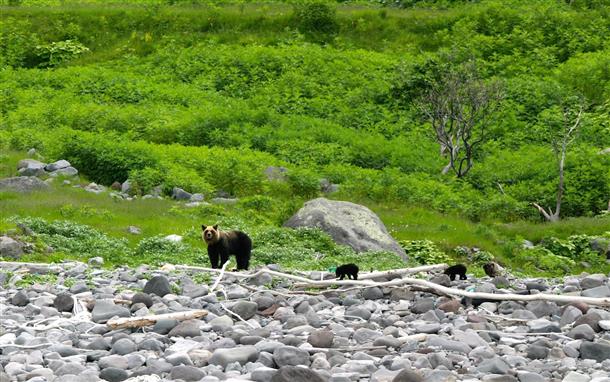野生のヒグマが目撃できるかも⁉