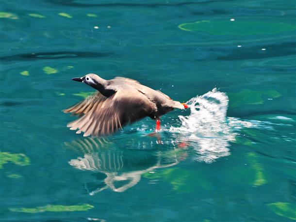 幸運の鳥ケイマフリに出会えるかも⁉