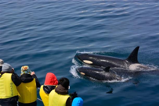 世界遺産知床の海へカムイワッカ号で出発！