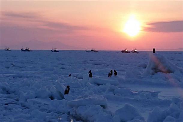 流氷の上に佇むオオワシの姿