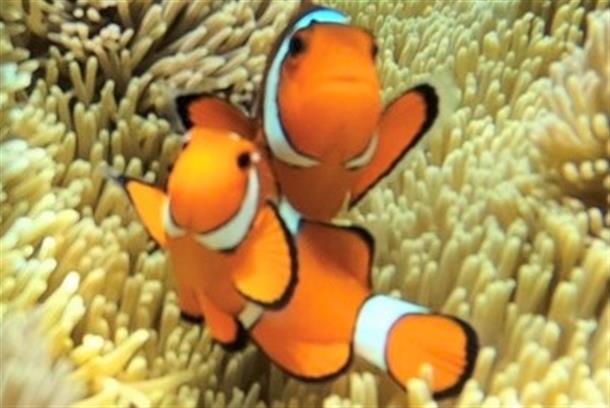 人気熱帯魚のクマノミも見られる★