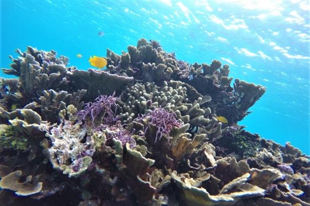 海の生き物とサンゴに感激！