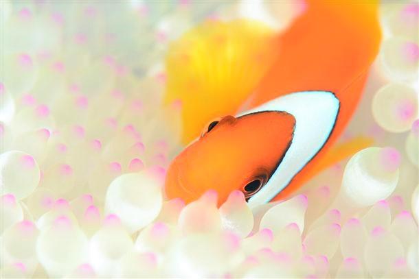 ニモ以外のかわいいクマノミも！