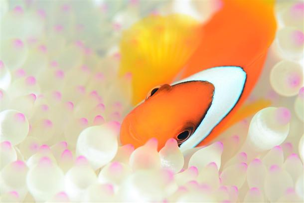 可愛いクマノミにも会えちゃう！