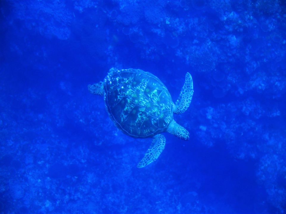 ウミガメにも会えるかも？