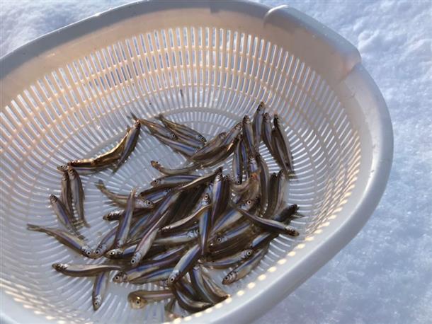 釣れたての新鮮なワカサギ