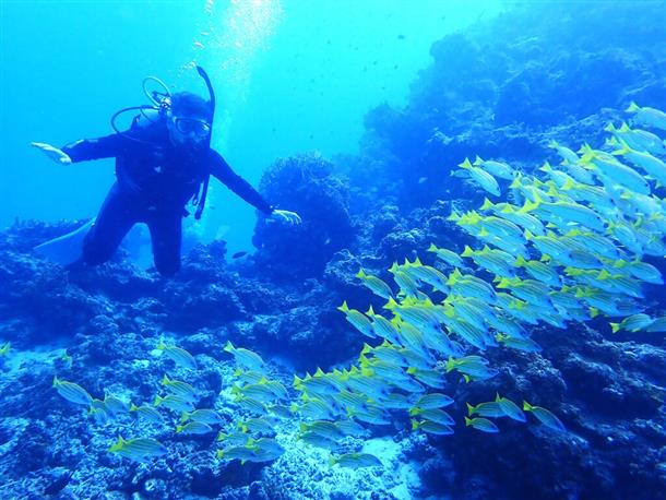 たくさんの魚たちに囲まれながらゆっくり水