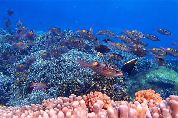 魚群に目を奪われる！