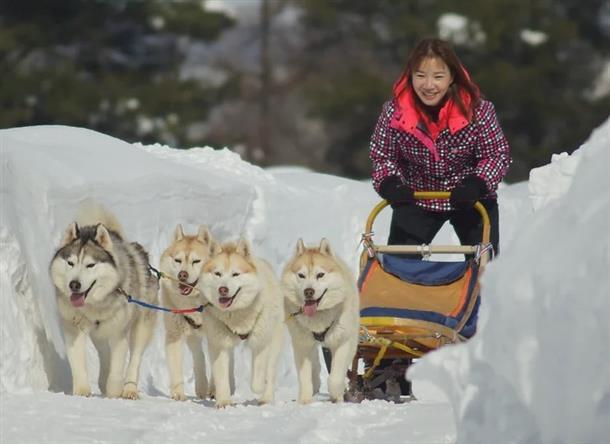 犬ぞり体験