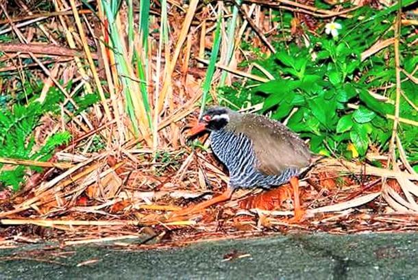 運が良ければヤンバルクイナにも遭遇！？