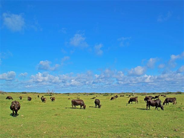 人口よりも牛の数が多い