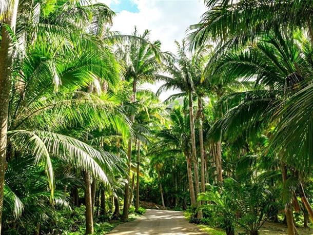 八重山ヤシ群落