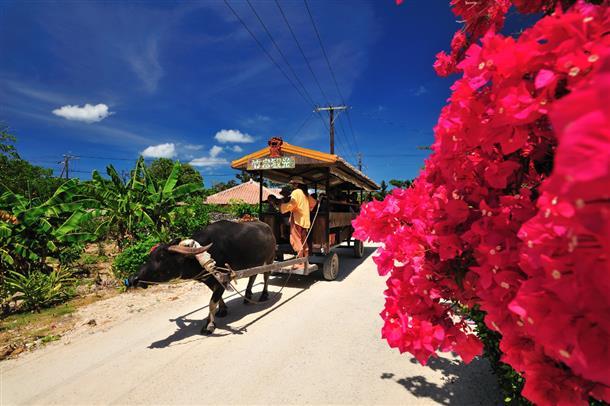 竹富島といえば水牛車♪