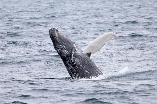 クジラを探しに行きましょう。