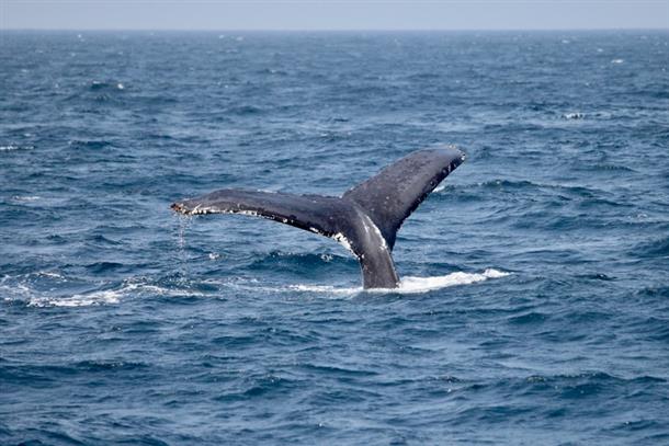 完全貸切のプライベートツアー！