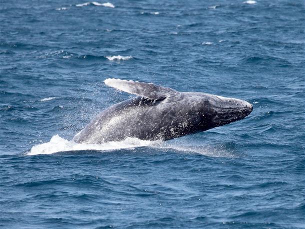 実際に泳いでいるクジラを肉眼で探します