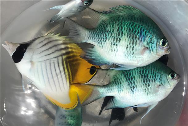 熱帯魚釣る五目釣りです！