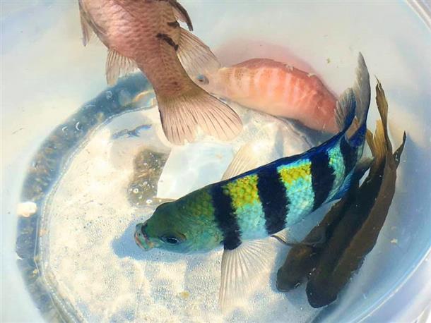 カラフルな熱帯魚をゲットできるかも！？