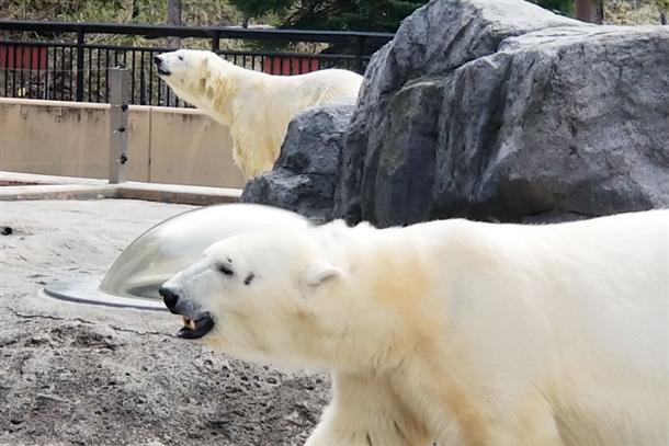 『旭山動物園』から車で約20分！