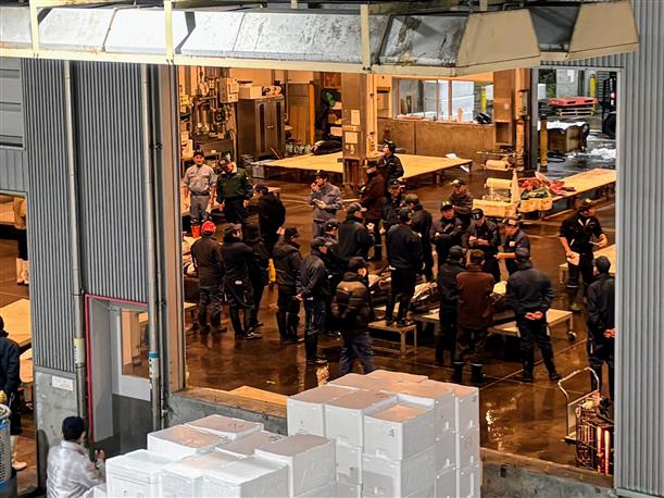 巨大マグロのオークション！