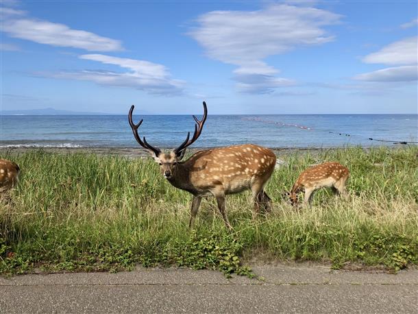 野生の蝦夷鹿問題重要な社会問題